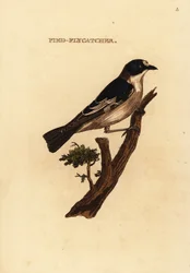 Europæisk broget fluesnapper, Ficedula hypoleuca