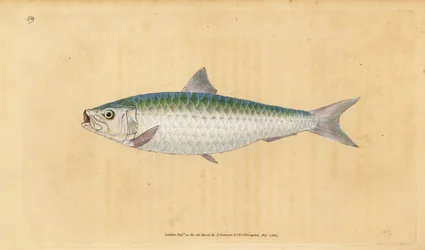 Europæisk pilchard, Sardina pilchardus (Pilchard, Clupea pilchardus). Håndfarvet kobberplade tegnet og indgraveret af Edward Donovan fra hans Natural History of British Fishes, Donovan og F.C. og J. Rivington, London
