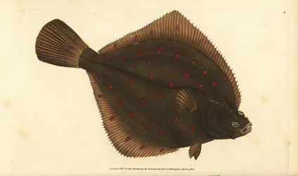 Europæisk pleuronectes platessa. Håndfarvet kobberplade tegnet og indgraveret af Edward Donovan fra hans Natural History of British Fishes, Donovan og F.C. og J. Rivington, London