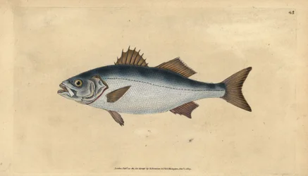 Europæisk havaborre, Dicentrarchus labrax (Basse, Perca labrax). Håndfarvet kobberplade tegnet og indgraveret af Edward Donovan fra hans Natural History of British Fishes, Donovan og F.C. og J. Rivington, London