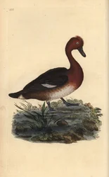 Jernholdig and, Aythya nyroca. Håndfarvet kobberplade tegnet og graveret af Edward Donovan fra hans egen "Natural History of British Birds" (1794-1819). Edward Donovan (1768-1837) var en anglo-irsk amatørzoolog, forfatter, kunstner og gravør. Han wro
