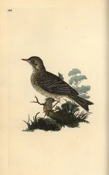 Marklærke, Alauda minor (eller Træpiber, Anthus trivialis?). Håndfarvet kobberplade tegnet og graveret af Edward Donovan fra hans egen "Natural History of British Birds," London