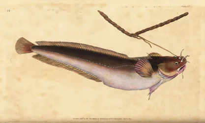 Femskæggynge, Ciliata mustela (Femskægget torskefisk, Gadus mustela). Håndfarvet kobberplade tegnet og indgraveret af Edward Donovan fra hans Natural History of British Fishes, Donovan og F.C. og J. Rivington, London