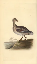 Gadwall (kvinde), Anas strepera. Håndfarvet kobberplade tegnet og graveret af Edward Donovan fra hans egen "Natural History of British Birds," London