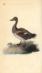 Gadwall (han), Anas strepera. Håndfarvet kobberplade tegnet og graveret af Edward Donovan fra hans egen "Natural History of British Birds," London