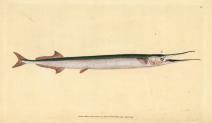 Garfish eller havnål, Belone belone (Havgedde eller hornfisk, Esox belone). Håndfarvet kobberplade tegnet og indgraveret af Edward Donovan fra hans Natural History of British Fishes, Donovan og F.C. og J. Rivington, London
