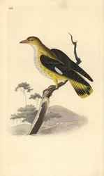 Gylden oriole (hun), Oriolus oriolus. Håndfarvet kobberplade tegnet og graveret af Edward Donovan fra hans egen "Natural History of British Birds," London