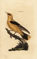Gylden oriole, Oriolus oriolus