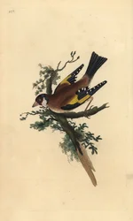 Guldfinke, Carduelis carduelis. Håndkoloreret kobberstik tegnet og graveret af Edward Donovan efter hans egen "Natural History of British Birds", London