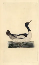 Gåsand, Mergus bådbåd. Håndfarvet kobberplade tegnet og graveret af Edward Donovan fra hans egen "Natural History of British Birds," London