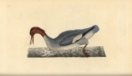 Gåsand, Mergus kåbe, hun. Håndfarvet kobberplade tegnet og graveret af Edward Donovan fra hans egen "Natural History of British Birds," London