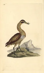 Stor bitter, Botaurus stellaris. Håndfarvet kobberplade tegnet og graveret af Edward Donovan fra hans egen "Natural History of British Birds," London
