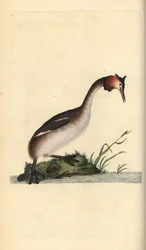 Storspovedykker, Podiceps cristatus. Håndfarvet kobberplade tegnet og graveret af Edward Donovan fra hans egen "Natural History of British Birds," London