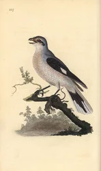 Stor gråspurv (hun), Lanius excubitor. Håndkoloreret kobberstik tegnet og graveret af Edward Donovan efter hans egen "Natural History of British Birds", London