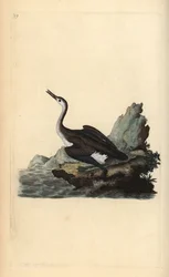 Stor nordlig lom eller dykker, Gavia immer. Håndfarvet kobberplade tegnet og graveret af Edward Donovan fra hans egen "Natural History of British Birds," London