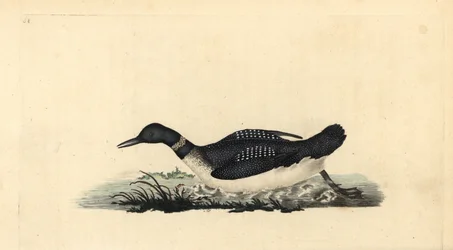Stor nordlig lom eller dykker, Gavia immer. Håndfarvet kobberplade tegnet og graveret af Edward Donovan fra hans egen "Natural History of British Birds," London