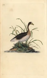 Stor blisgås, Anser albifrons. Håndfarvet kobberplade tegnet og graveret af Edward Donovan fra hans egen "Natural History of British Birds," London