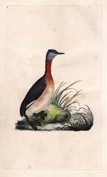 Grebe munter. Podiceps grisegena (Podiceps ruficollis). Kobberstik af Edward Donovan (1768-1837), udgivet i Histoire naturelle des oiseaux britanniques, London