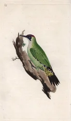 Grøn spætte. Picus viridis. Kobberstik af Edward Donovan (1768-1837), udgivet i Natural History of British Birds, London