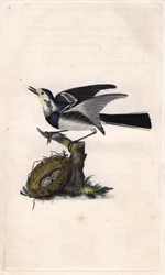 Grå vipstjert. Motacilla alba. Kobberstik af Edward Donovan (1768-1837), udgivet i Natural History of British Birds, London