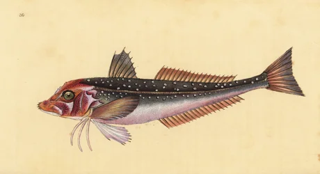 Grå gurnardus, Eutrigla gurnardus (Trigla gurnardus). Håndfarvet kobberplade tegnet og indgraveret af Edward Donovan fra hans Natural History of British Fishes, Donovan og F.C. og J. Rivington, London