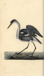 Gråhejre, Ardea cinerea. Håndfarvet kobberplade tegnet og graveret af Edward Donovan fra hans egen "Natural History of British Birds," London