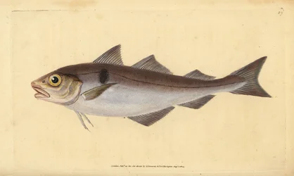Kuller, Melanogrammus aeglefinus (Gadus aeglefinus). Sårbar. Håndfarvet kobberplade tegnet og indgraveret af Edward Donovan fra hans Natural History of British Fishes, Donovan og F.C. og J. Rivington, London