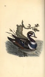 Harlekinand, Histrionicus histrionicus. Håndfarvet kobberplade tegnet og graveret af Edward Donovan fra hans egen "Natural History of British Birds," London