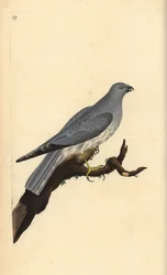 Hønsehøne, Circus cyaneus. Håndfarvet kobberplade tegnet og graveret af Edward Donovan fra hans egen "Natural History of British Birds," London