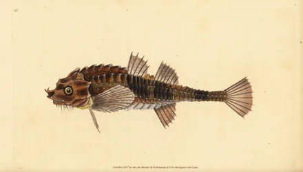 Hooknose, Agonus cataphractus (Pogge eller bevæbnet tyrehoved, Cottus cataphractus). Håndfarvet kobberplade tegnet og indgraveret af Edward Donovan fra hans Natural History of British Fishes, Donovan og F.C. og J. Rivington, London