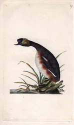 Hjørnedykker eller øresnegl. Podiceps auritus (Colymbus auritus). Kobberstik af Edward Donovan (1768-1837), udgivet i Histoire naturelle des oiseaux britanniques, London