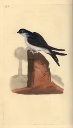 Husmartin, Delichon urbicum, placeret på toppen af en skorsten. Håndfarvet kobberplade tegnet og graveret af Edward Donovan fra hans egen "Natural History of British Birds," London