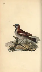 Husspurv, Pour domesticus. Håndkoloreret kobberstik tegnet og graveret af Edward Donovan efter hans egen "Natural History of British Birds", London