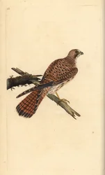 Tårnfalk, Falco tinnunculus, hun. Håndfarvet kobberplade tegnet og graveret af Edward Donovan fra hans egen "Natural History of British Birds," London