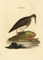 Den mindste sandløber, Calidris minutilla