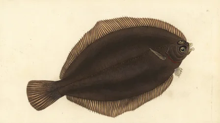 Citronsål, Microstomus kitt (Småhovedet eller udstrygning, Pleuronectes microcephalus). Håndfarvet kobberplade tegnet og indgraveret af Edward Donovan fra hans Natural History of British Fishes, Donovan og F.C. og J. Rivington, London