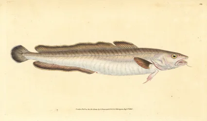 Langefisk, Molva molva (Gadus molva). Håndfarvet kobberplade tegnet og indgraveret af Edward Donovan fra hans Natural History of British Fishes, Donovan og F.C. og J. Rivington, London