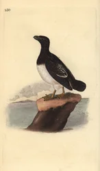 Lille alkefugl eller Dovekie (hun), Alle alle. Håndfarvet kobberplade tegnet og graveret af Edward Donovan fra hans egen "Natural History of British Birds," London