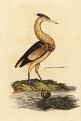 Lille bitter, Ixobrychus minuteus