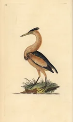 Lille bitter, Ixobrychus minutus. Håndfarvet kobberplade tegnet og graveret af Edward Donovan fra hans egen "Natural History of British Birds," London