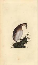 Lille lappedykker, Tachybaptus ruficollis. Håndfarvet kobberplade tegnet og graveret af Edward Donovan fra hans egen "Natural History of British Birds," London