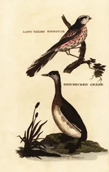 Halemejse, Aegithalos caudatus, og gråstrubet lappedykker, Podiceps grisegena