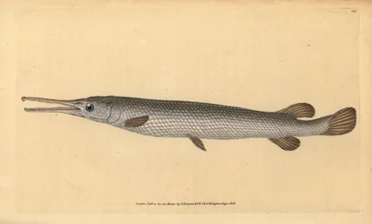 Longnose gar, Lepisosteus osseus (Osseus gar fisk, Esox osseus). Håndfarvet kobberplade tegnet og indgraveret af Edward Donovan fra hans Natural History of British Fishes, Donovan og F.C. og J. Rivington, London