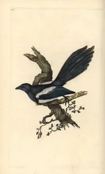Magpie, Pica pica. Håndfarvet kobberplade tegnet og graveret af Edward Donovan fra hans egen "Natural History of British Birds," London