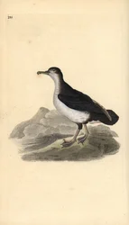 Manx-skær, Puffinus puffinus. Håndfarvet kobberplade tegnet og graveret af Edward Donovan fra hans egen "Natural History of British Birds," London