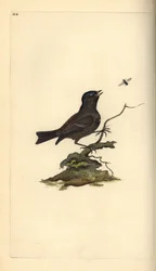 Marskmejse, Poecile Palustris. Håndfarvet kobberplade tegnet og graveret af Edward Donovan fra hans egen "Natural History of British Birds," London