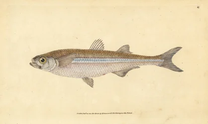 Middelhavssandlugt eller europæisk atherin, Atherina hepsetus. Håndfarvet kobberplade tegnet og indgraveret af Edward Donovan fra hans Natural History of British Fishes, Donovan og F.C. og J. Rivington, London