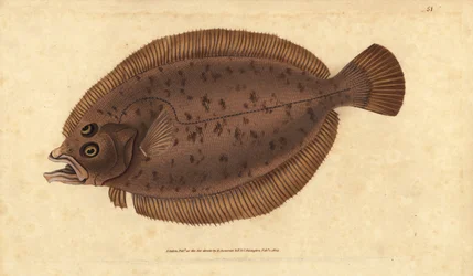 Megrim eller lugt, Lepidorhombus whiffiagonis (Pleuronectes megastoma). Håndfarvet kobberplade tegnet og indgraveret af Edward Donovan fra hans Natural History of British Fishes, Donovan og F.C. og J. Rivington, London