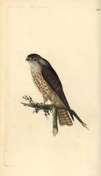 Merlin, Falco columbarius. Håndfarvet kobberplade tegnet og graveret af Edward Donovan fra hans egen "Natural History of British Birds," London