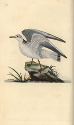 Mew eller vintermåge, Larus canus. Håndfarvet kobberplade tegnet og graveret af Edward Donovan fra hans egen "Natural History of British Birds," London